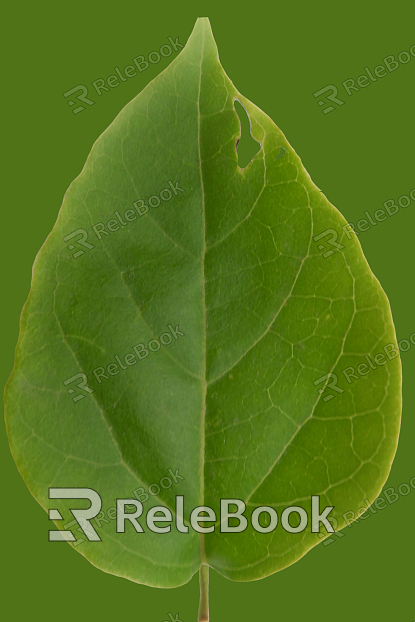 A dense cluster of lush, green leaves with vibrant hues, forming a textured canopy. Each leaf distinctly veined, contributing to a rich, verdant display.