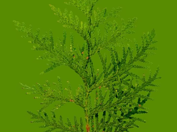 Green cypress branches natural plant material texture (ID:ffaeh015089)