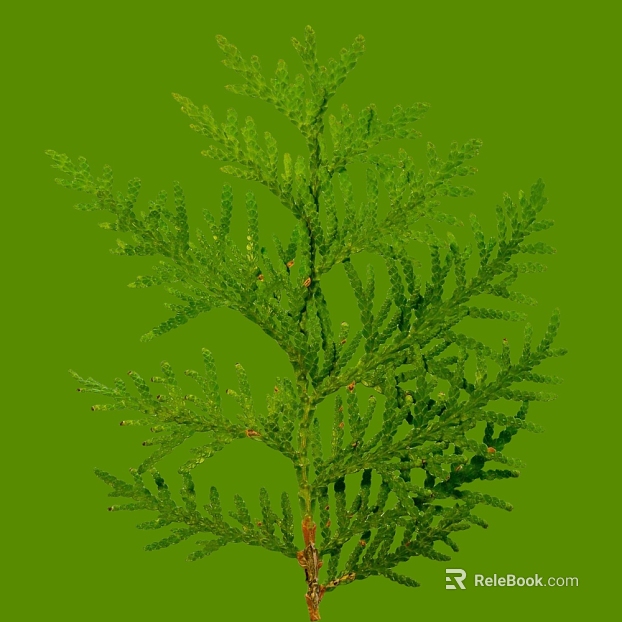 Green cypress branches natural plant material texture