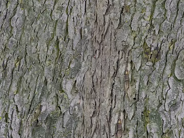 bark texture (ID:ffaag65585)