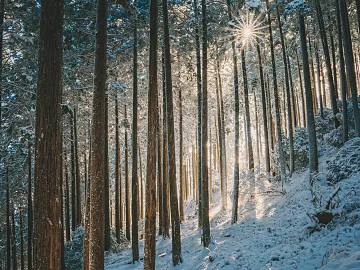 Nature Forest Snow texture (ID:ffajh112633)