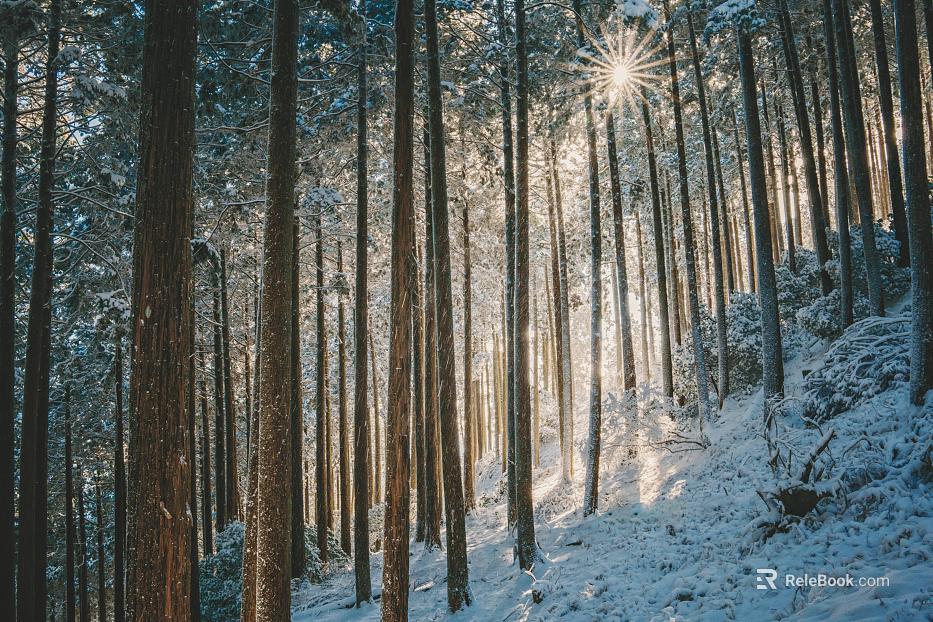 Nature Forest Snow texture