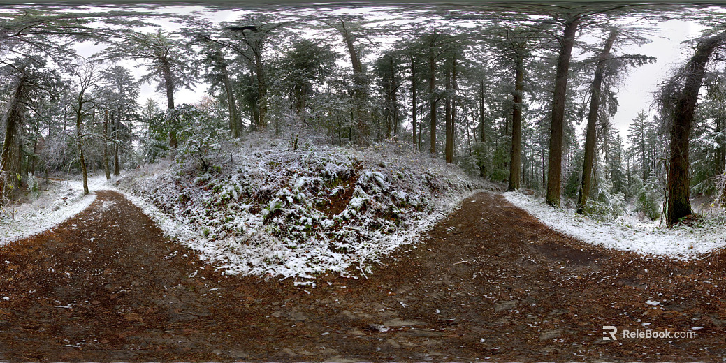 Outdoor Forest HDR texture