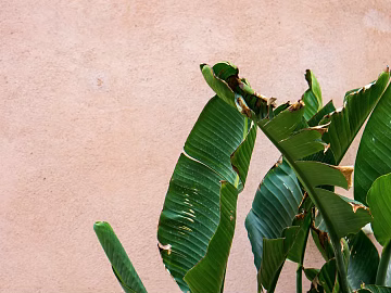 Plant painting texture (ID:ffagg95368)