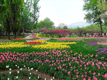 Park Exterior texture (ID:ffacg87656)