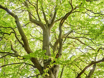 Tree texture (ID:ffaeg05295)