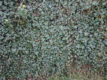 Tengman texture (ID:ffaeg06863)