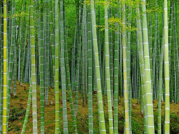 Bamboo texture (ID:ffajg92116)