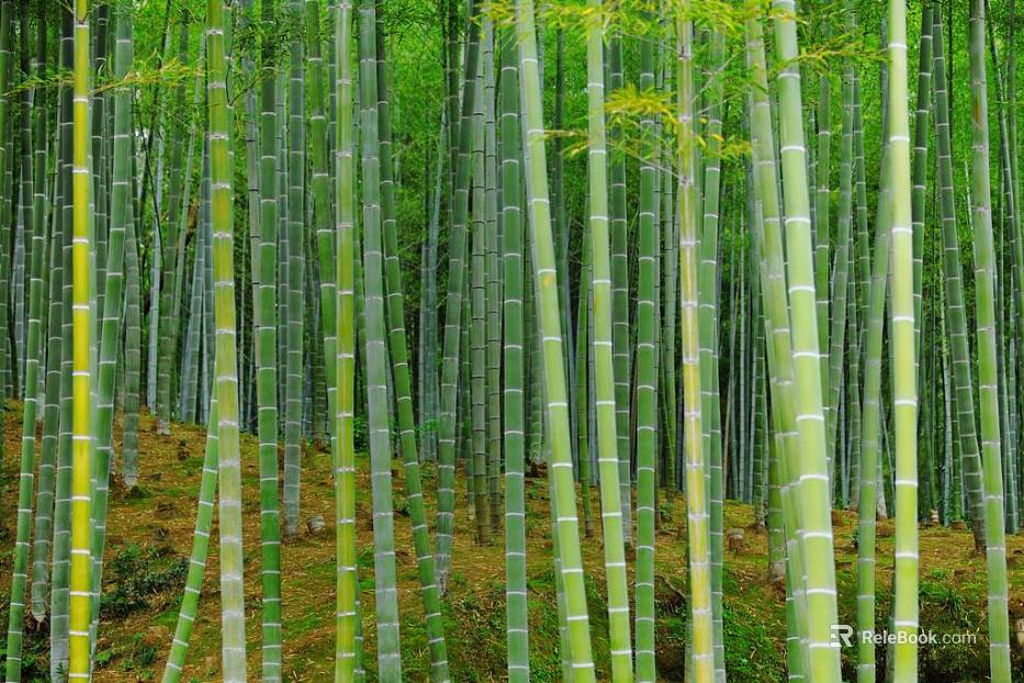 Bamboo texture