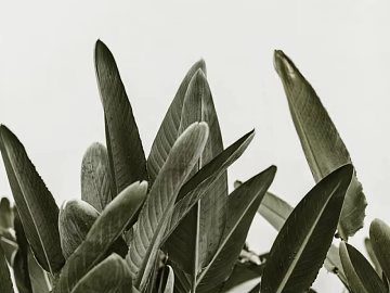 Plant painting texture (ID:ffagg06078)