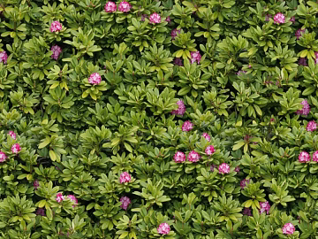 Plants texture (ID:ffacg19909)