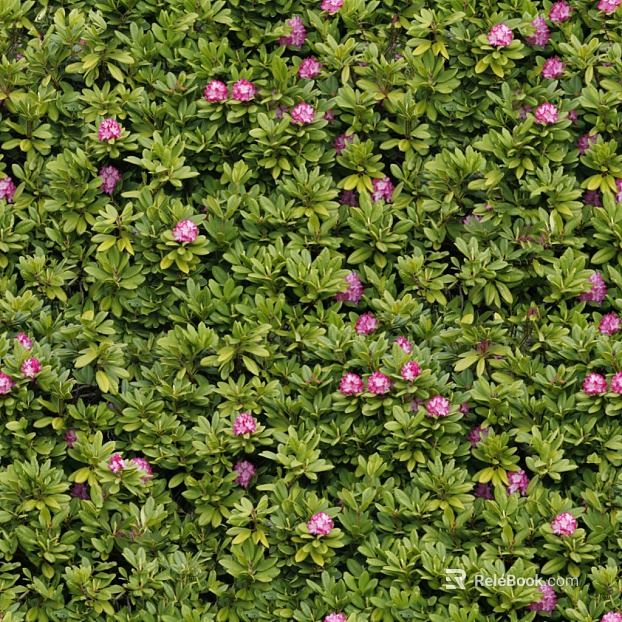 Plants texture