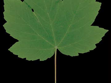 leaves texture (ID:ffadf1223)