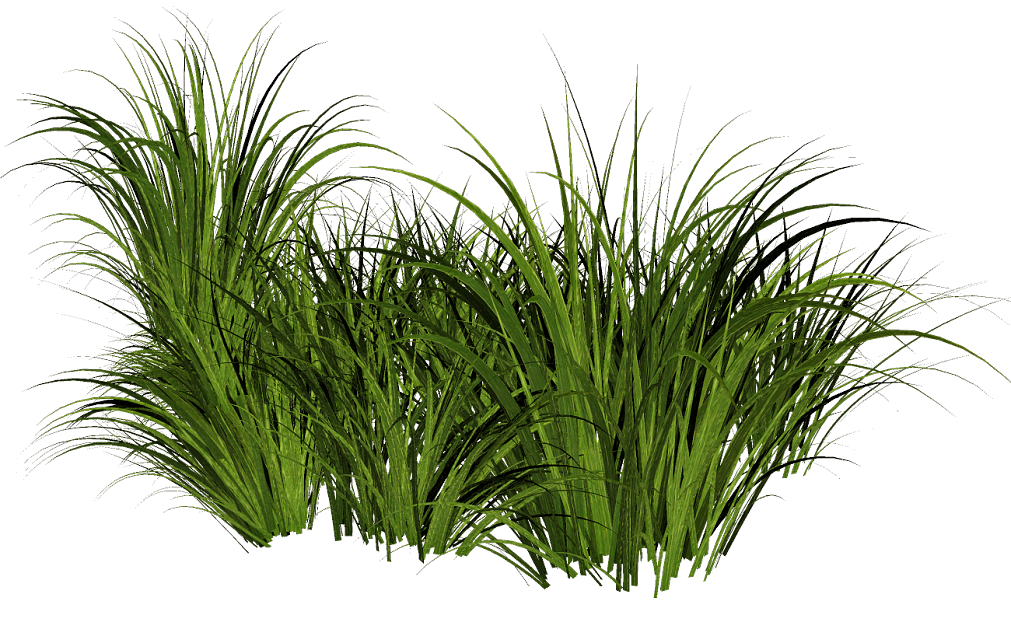 Plants texture