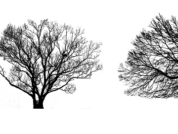 black and white tree shadow texture (ID:ffaeg10152)