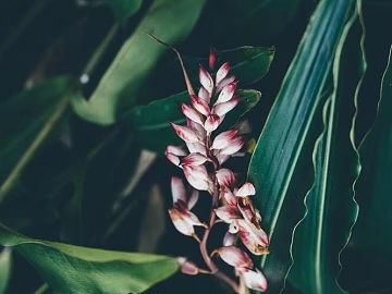 Plants texture (ID:ffaaf5680)