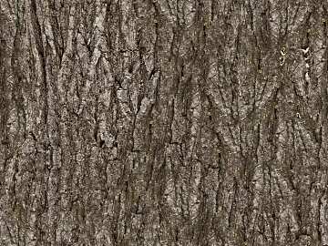 bark texture (ID:ffaeg70210)