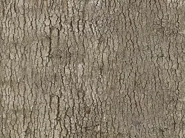 bark texture (ID:ffaag94760)