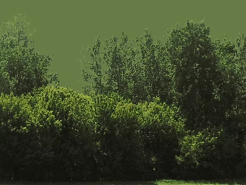 Tree texture (ID:ffabg12372)