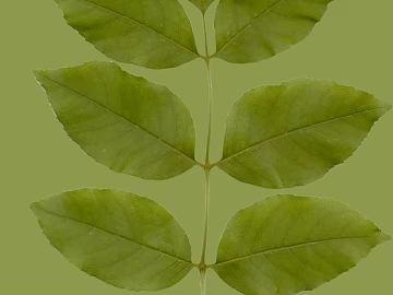 leaves texture (ID:ffacg64184)