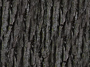 bark texture (ID:ffaeg56709)
