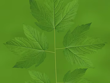 leaves texture (ID:ffaeg37169)