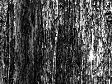 bark texture (ID:ffaeg81703)