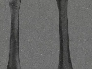 Dark gray bone specimen decoration material 3d model