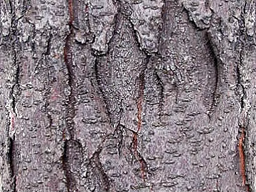 bark texture (ID:ffaag78569)