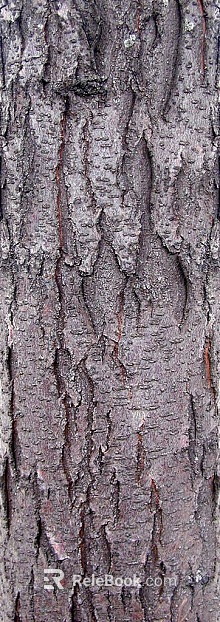 bark texture