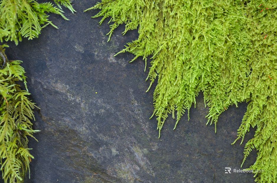 leaves texture