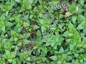 Turf ground texture (ID:ffabf2455)