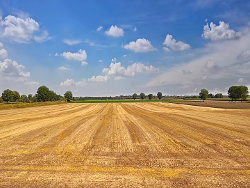 Rural landscape landscape texture (ID:ffach874456)