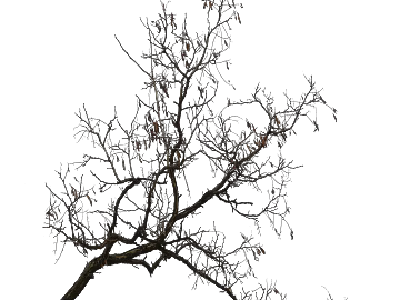 Dark brown dead twig natural decoration texture (ID:ffaeh628496)