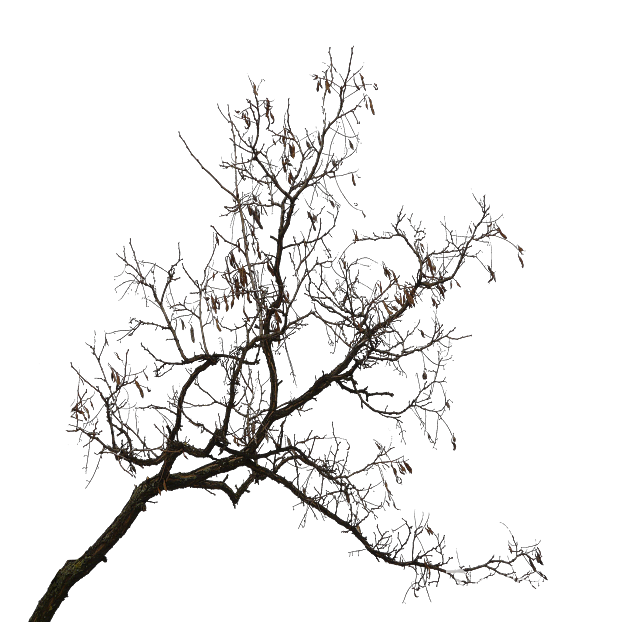 Dark brown dead twig natural decoration texture