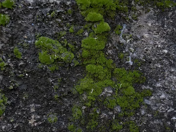 moss texture (ID:ffabg06730)