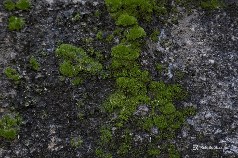 moss texture