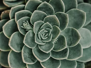 succulents texture (ID:ffagg54925)