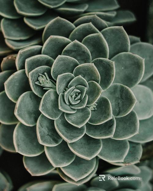 succulents texture