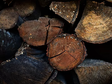 Trunk section texture (ID:ffagg45630)