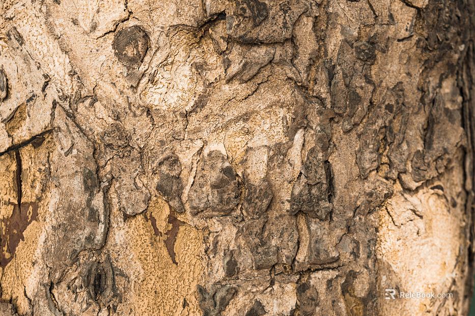 bark texture