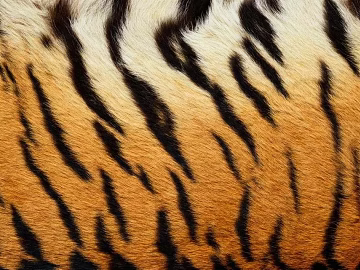 Animal Blanket Carpet texture (ID:ffaef3355)