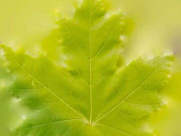 leaves texture (ID:ffacf1174)