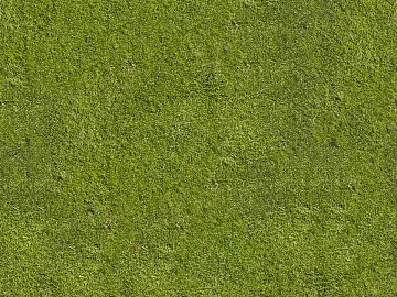 ground grass lawn turf plants sand texture (ID:ffach490774)