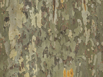 bark texture (ID:ffajg12530)