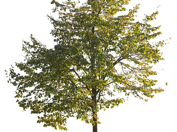 Trees Autumn Trees Big Trees Small Trees Commercial Trees Roadside Trees Community Greening texture (ID:ffach540043)