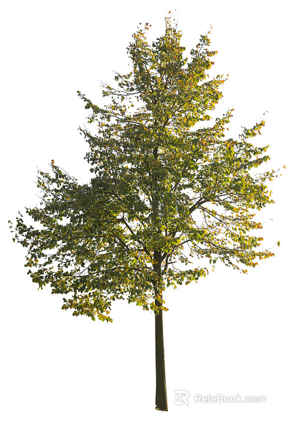 Trees Autumn Trees Big Trees Small Trees Commercial Trees Roadside Trees Community Greening texture