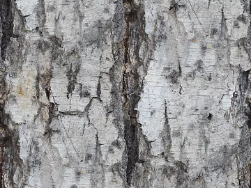 bark texture (ID:ffajg72317)