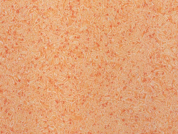 Wall Coat texture (ID:ffagg67120)