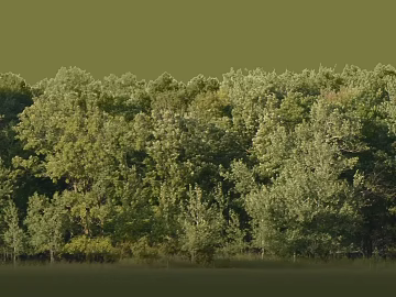 Green forest with outdoor scenes 3d model